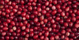 Frozen cranberry for sale by agricultural cooperative. Origin: cultivated