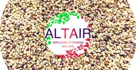Trifolium Pratense ---------------------------------- +7(917)934-84-61 (Whatsapp, Telegram, Viber) altair.seeds@gmail.com altairseeds.com