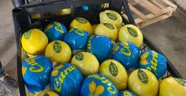 A Törökországból származó friss citrom szállításra kész.