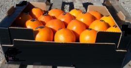 Qualità II Sort Navel Size 2; 3; 4; 5;