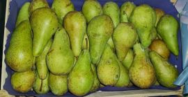 I will sell Conferences 6+ 6.5-7.5 5.5-6.5 cm prepared