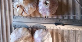 Продам промышленный испанский чеснок. У чеснока есть гнилые или