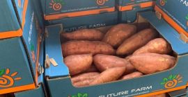 Ägyptische Süßkartoffel das ganze Jahr über erhältlich