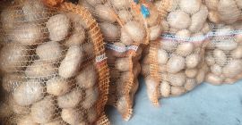 Varietà OWACJA in vendita. Cucinano velocemente, molto gustosi.
