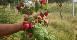 100% натурални малини, хранени само с органични торове. Плантацията