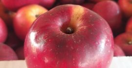 Ich verkaufe Florina-Äpfel, ich habe 3 4 Tonnen Tafeläpfel