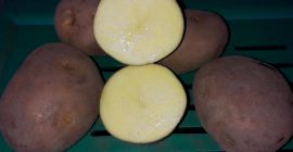 Продаћу кромпир Винета, жути, око 35 тона, можда 2