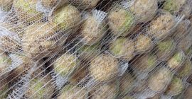 Eladok egy szép egészséges zellert a fogmosó után