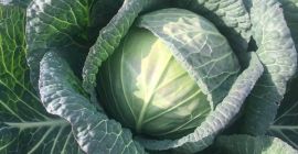 Продајем свежи купус величине 1,5 до 2,5 кг, који