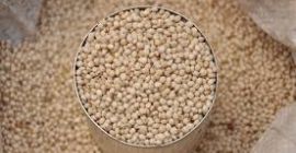 We are Exporter and leading supplier of which sorghum