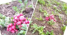 Доброе утро, с началом Maja benda, у него были