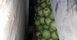 Полски производител на ябълки за продажба GOLDEN за тегло