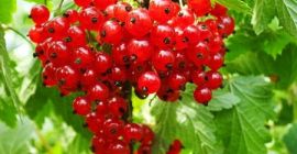 Der Bio-Bauernhof der Familie verkauft folgende Produkte: rote Johannisbeere,