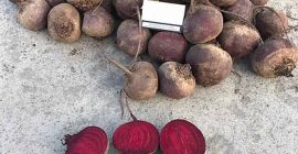 Свекла класса А. Сорт Пабло. Диаметр: от 60 мм