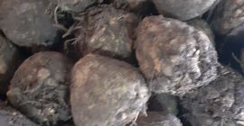 Zellert árulok kilótól felfelé. Ára 0,50 PLN kilogrammonként, kb.