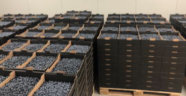Up to 300 tones of blueberries available in the