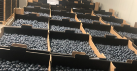 Up to 300 tones of blueberries available in the
