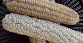 Cerco mais bianco necessario fino a 10000 t, mais