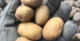 Ich werde Kartoffeln verkaufen. Sorten Pirol Gala Tokio. Kalibriert