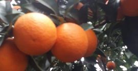 Arance Valencia, fresche, raccolte dall&#39;orto su ordinazione, ritiro o