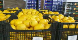 Friss citrom, Görögország, szállítunk vagy felveszünk. +306972855808 Viber, Vatsap