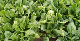 We sell fresh spinach directly from the producer.