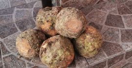 Zellert eladok mosáshoz - részben feldolgozott, egészséges, fehér. Kaliber