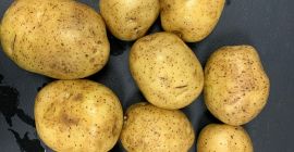 Venderò patate delle seguenti varietà: INNOVATOR; COLOMBA; BIG-BAG NOBLESSE