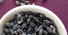 Descrizione: Frutto della bacca della Kamchatka. I test per