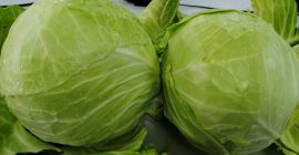 Frischer Weißkohl wächst noch auf dem Feld in der