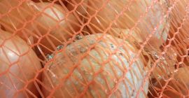 Cipolle di carne di origine tedesca. Acquisto minimo 500kg.