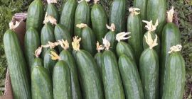Venderò quantità al dettaglio e all&#39;ingrosso di cetriolo da