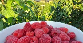 Polka raspberries for sale