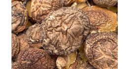 bulk natural fresh whole meaty air-dried mushroom export price