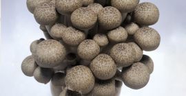Hot Sale New Vegetables Snow Mushroom for super market