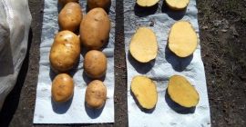 Buona giornata. Offriamo patate novelle, consegna dall&#39;Iran TIR da