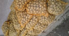 I will sell potatoes, seed size 50 bags, 15