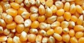 Yellow and white corn for sale at a very
