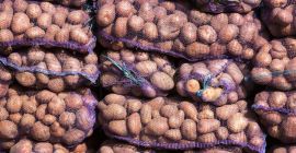Potatoes (white, red) goods duty free (0%) for EU,