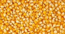 Mais giallo puro in vendita a un prezzo moderato.