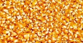 Abbiamo cereali di classe 1 per l&#39;alimentazione animale, abbiamo