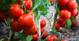 Товар сертифицирован для продажи во всей Европе. Лучшая цена