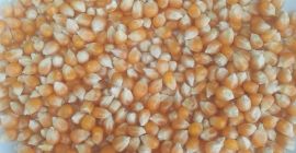 100Mt kukorica (POPCORN) galamboknak vagy másoknak
