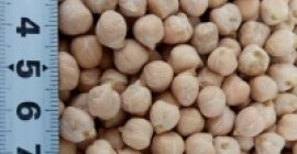Chickpeas 6 + / 7 + / 8 +