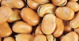 Beans (horse) Moisture – max. 14.0%; trash admixture –
