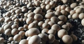 Herzlich willkommen. Wir bieten braune Pilze und Portabello direkt