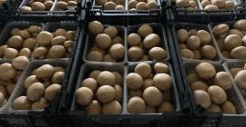 White and brown mushrooms