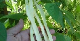 Hell. I’m a producer vegetables. I sell many various