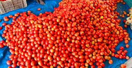 Свежие помидоры