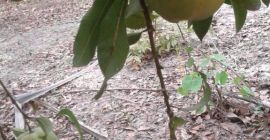 1. és 2. osztályú szenegáli mangók felajánlása, kézzel szedett